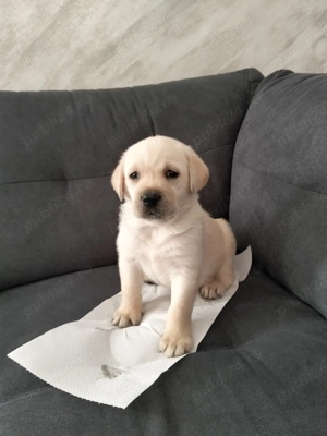Labrador Retriver