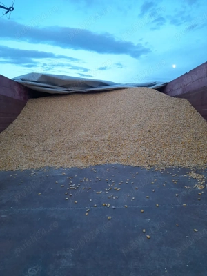 de vanzare grăunte cantități mari și mici 0,80 de bani 