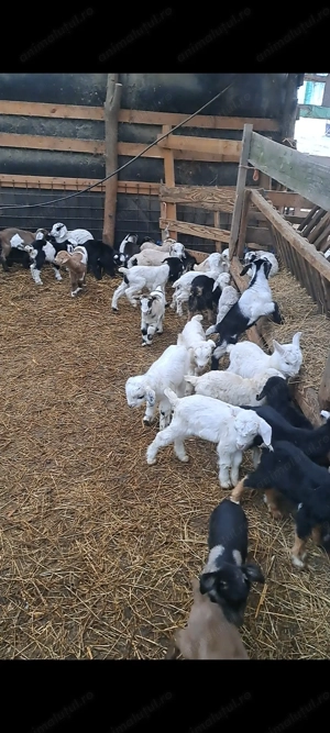 Vând ezi poroschia  - imagine 3