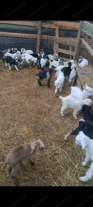 Vând ezi poroschia  - imagine 2