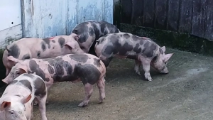 purcei petrean original 