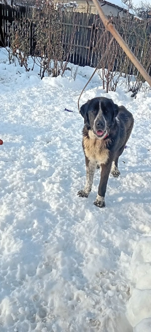 Bucovina&Asia - imagine 2