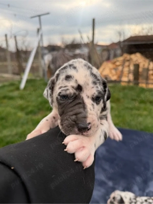 Dog German ( Marele Danez )  - imagine 4