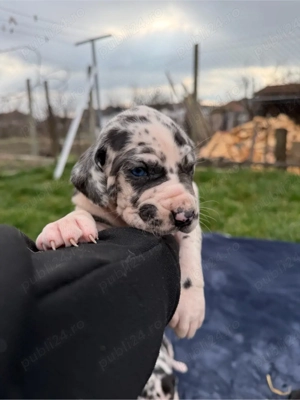 Dog German ( Marele Danez )  - imagine 2