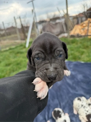 Dog German ( Marele Danez )  - imagine 3