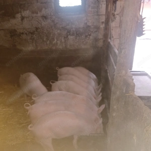 Vând 20 de suldei de 16săptămâni  - imagine 2