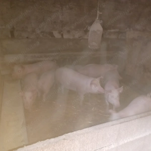 Vând 20 de suldei de 16săptămâni  - imagine 3