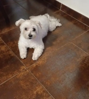 pui de Maltese  - imagine 2