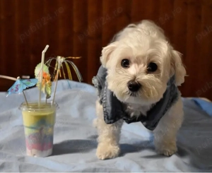 pui de Maltese  - imagine 3