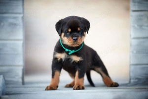 Rottweiler - vaccin, deparazitare, carnet de sanatate, transport si pe alte orase