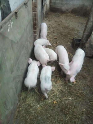 Vând purcei de 6 săptămâni  - imagine 2