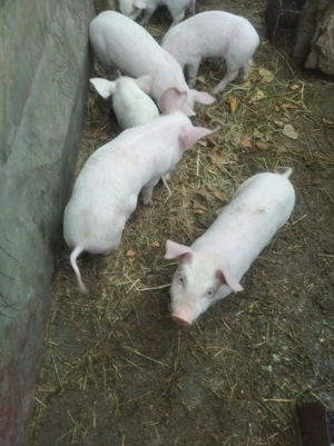 Vând purcei de 6 săptămâni  - imagine 4