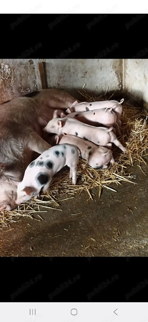 Vand purceii pietran 