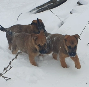 ciobanesc belgian  - imagine 4