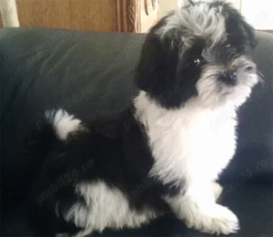 pui shihtzu alb negru 2 luni