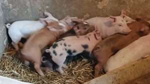 purcei de carne  - imagine 2