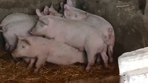 soldsni 30-40 kg - imagine 9