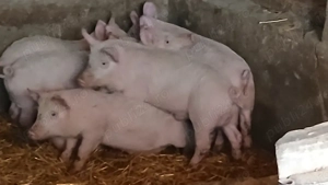 soldsni 30-40 kg - imagine 7