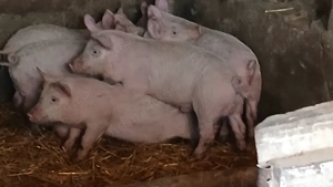 soldsni 30-40 kg - imagine 8