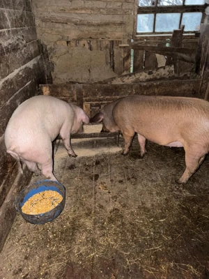 Grasuni      - imagine 4