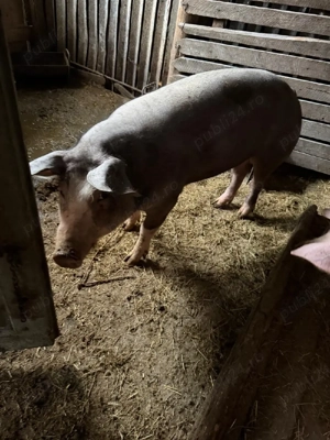 Grasuni      - imagine 3