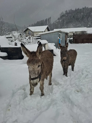 magarita gestanta cu pui de vanzare  - imagine 3