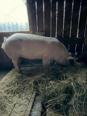 Porc taiat 04.04.2026 - imagine 2