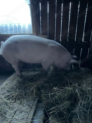 Porc taiat 04.04.2026