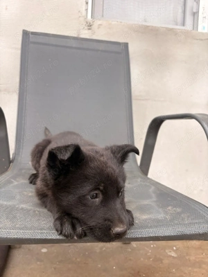 Ciobănesc German Sur Lupii - imagine 4