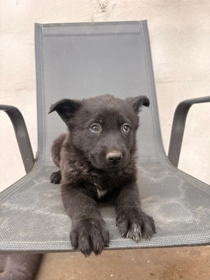 Ciobanesc german sur lupii