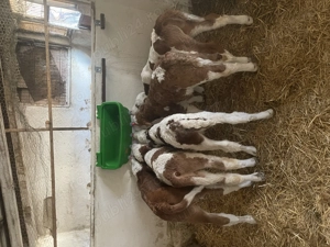 Vând 8 viței ! 7 tăurași și o vițica!