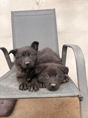 Ciobanesc german sur lupii - imagine 5