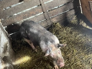 vand purcel in jur de 50-55 kg varata 5 luni  