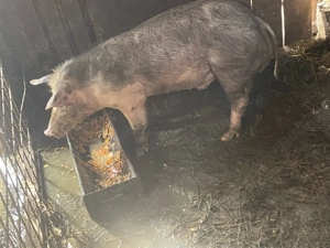 vand purcel in jur de 50-55 kg varsta 5 luni    - imagine 3