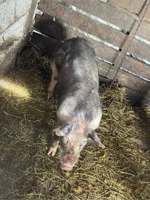 vand purcel in jur de 50-55 kg varsta 5 luni    - imagine 2