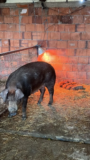 Scroafa Duroc 