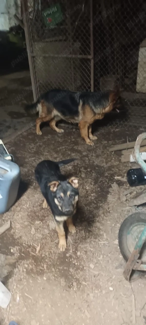 Căței lup de vânzare - imagine 2