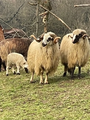 De vinzare berbec oachies  - imagine 3