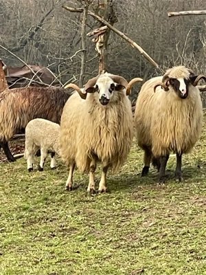 De vinzare berbec oachies  - imagine 4