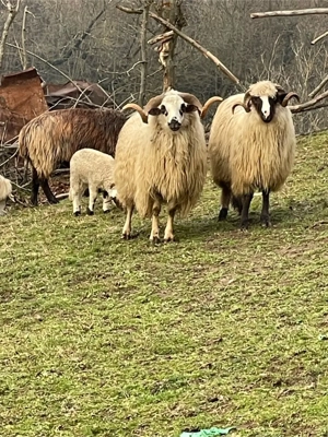 De vinzare berbec oachies 