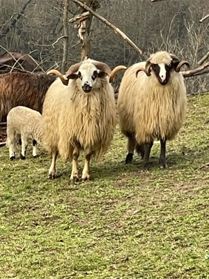 De vinzare berbec oachies  - imagine 2