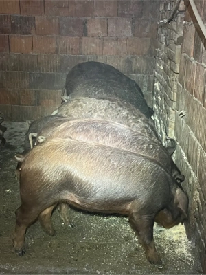 purcei Duroc 