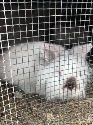 Iepuri de vanzare  - imagine 3