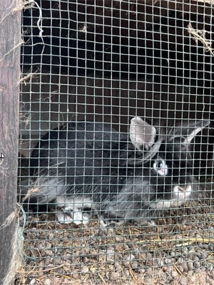 Iepuri de vanzare  - imagine 5