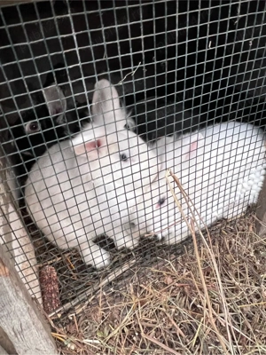 Iepuri de vanzare  - imagine 2