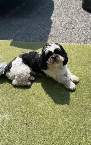 shihtzu 2 luni vaccinat - imagine 2