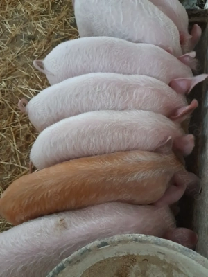 purcei 10 săptămâni 310  ei - imagine 2