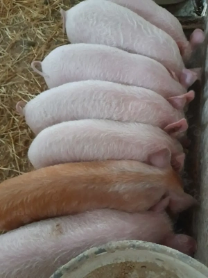 purcei 10 săptămâni 310  ei - imagine 5