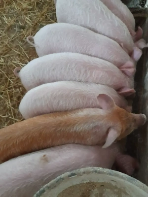 purcei 10 săptămâni 310  ei - imagine 3