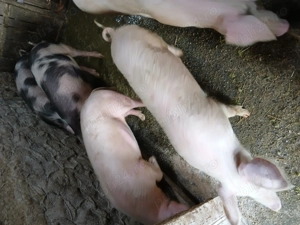 Vand scrofite - imagine 2